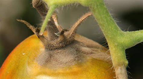 Tomates frescos con signos de deterioro como moho o manchas