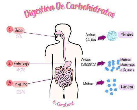 Esquema del proceso de digestión de carbohidratos con y sin inhibición de alfa-amilasa