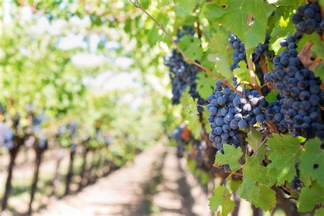 Uva Garnacha en un viñedo
