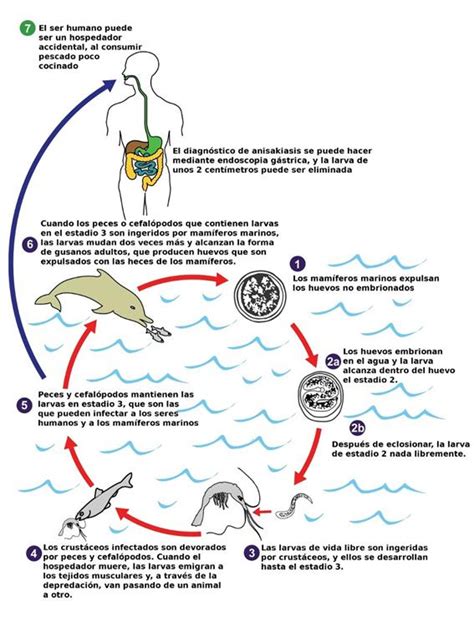 Esquema del ciclo de vida del anisakis