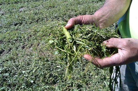 Abono verde en el campo