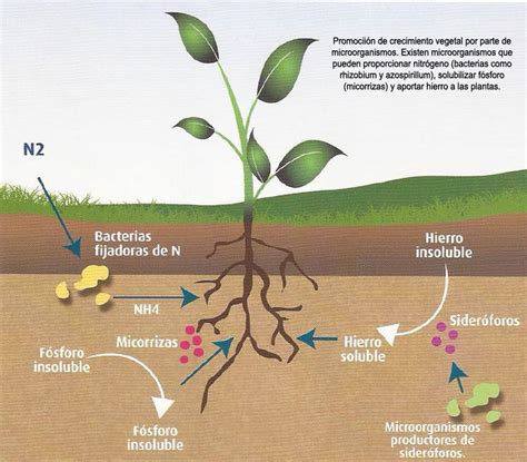 Esquema de la fijación de nitrógeno en el suelo
