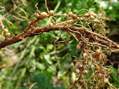 Nódulos radiculares de leguminosas con coloración rosada