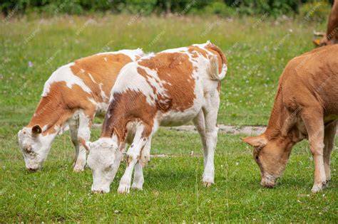 Ternero sano pastando en un campo verde