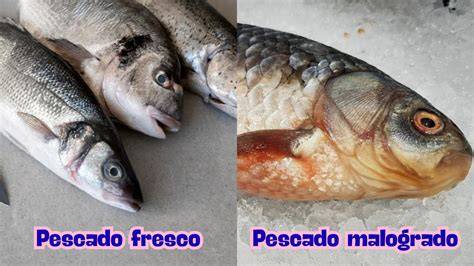 Pescado fresco y sus características