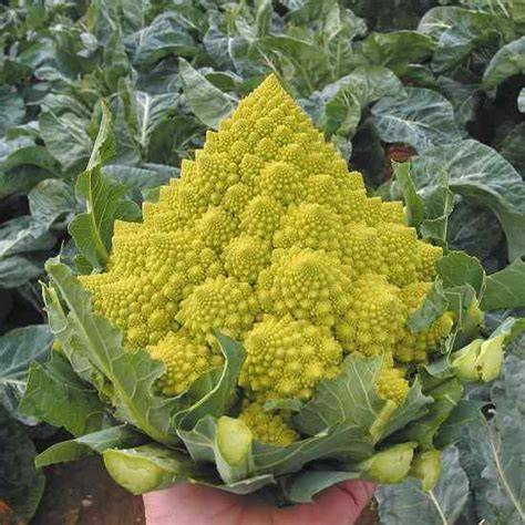 Variedades de brócoli