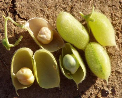 Garbanzos (Cicer arietinum L.)