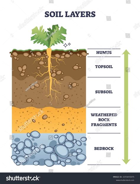 Ilustración de la estructura del suelo ideal para el cultivo de coliflor con énfasis en materia orgánica y drenaje.