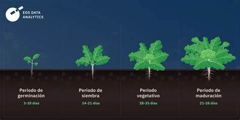 Gráfico comparativo de los ciclos de cultivo de coliflor de invierno, primavera y verano.