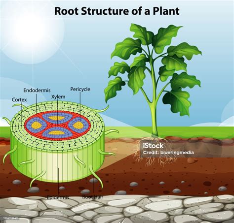 Ilustración de la estructura radicular de una planta de coliflor afectada por la hernia de la col.