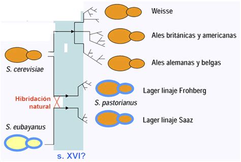 Esquema de la formación de la levadura Saccharomyces pastorianus