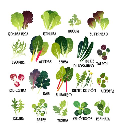 Variedad de hortalizas de hoja