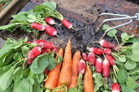 Zanahorias y Rabanitos