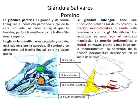 Glándula salivar mandibular del cerdo