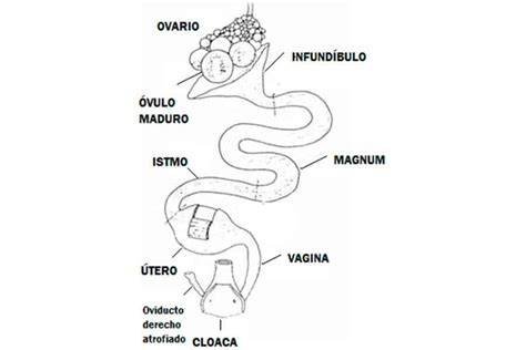 Esquema del aparato reproductor de la gallina