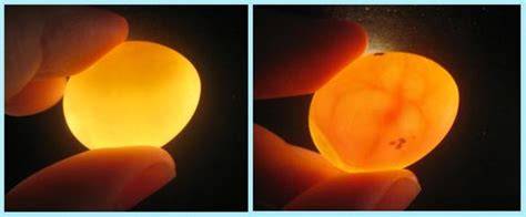Diferencias entre huevos fertilizados y no fertilizados