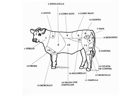 Diagrama de corte de ternera mostrando la ubicación del solomillo