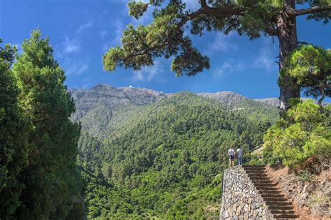 Pinar de Pino de la Cruz