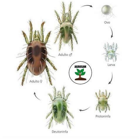 Ciclo de vida de un ácaro con puntos de acción del etoxazol