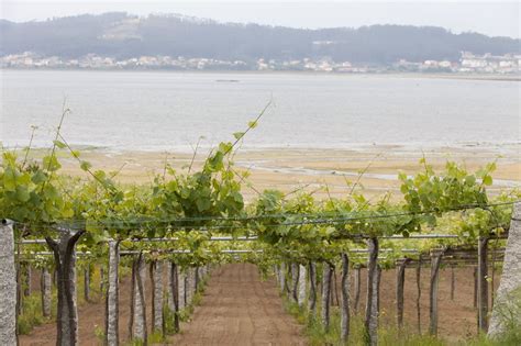 Viñedo con suelo granítico en Rías Baixas