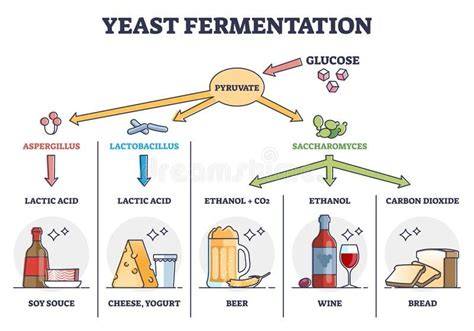 Diagrama del proceso de fermentación de la levadura