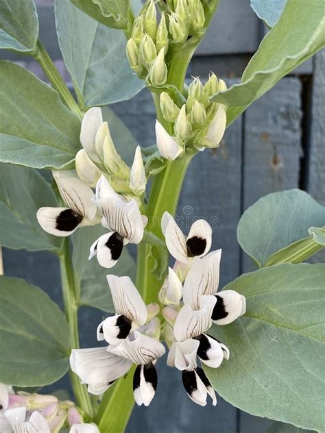 Flor de Vicia faba