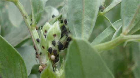 Plaga de pulgón negro en Vicia faba