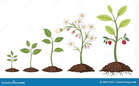 Esquema de las fases de crecimiento de la coliflor