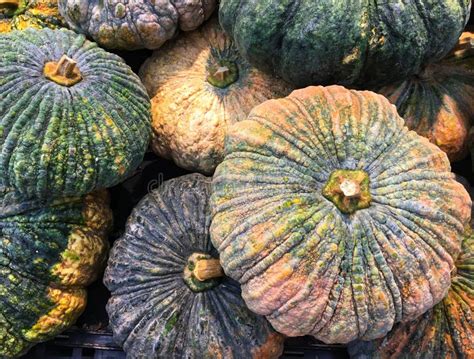 Calabaza moscada madura con tallo marrón y seco