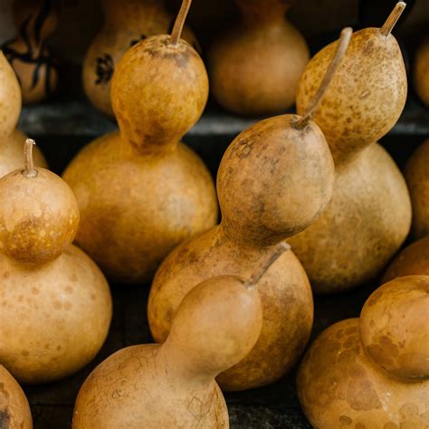 Diagrama mostrando cómo secar correctamente una calabaza de mate