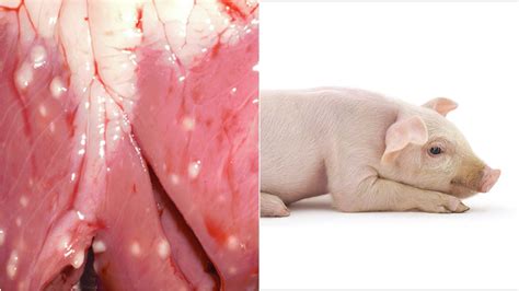 Carne de cerdo con cisticercos