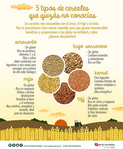 Infografía sobre tipos de legumbres y cereales
