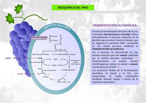 Factores que influyen en la fermentación del vino