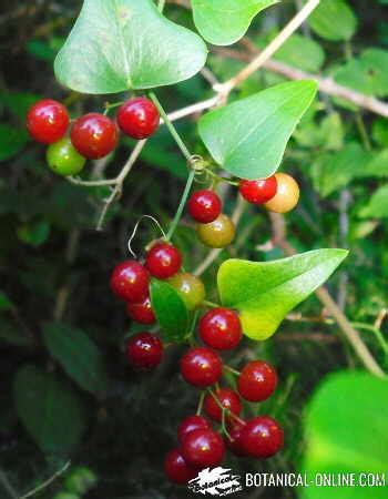 Planta de zarzaparrilla con hojas y frutos rojos