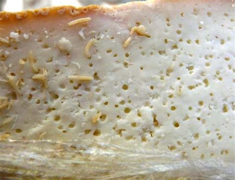 Queso Casu Marzu con larvas visibles