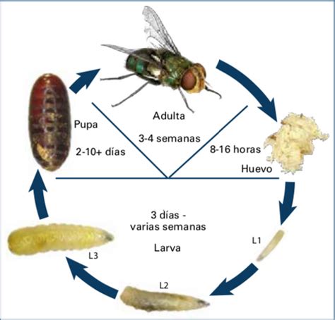 Ciclo de vida de la mosca Piophila casei