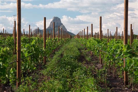 Viñedos de Alicante bajo el sol