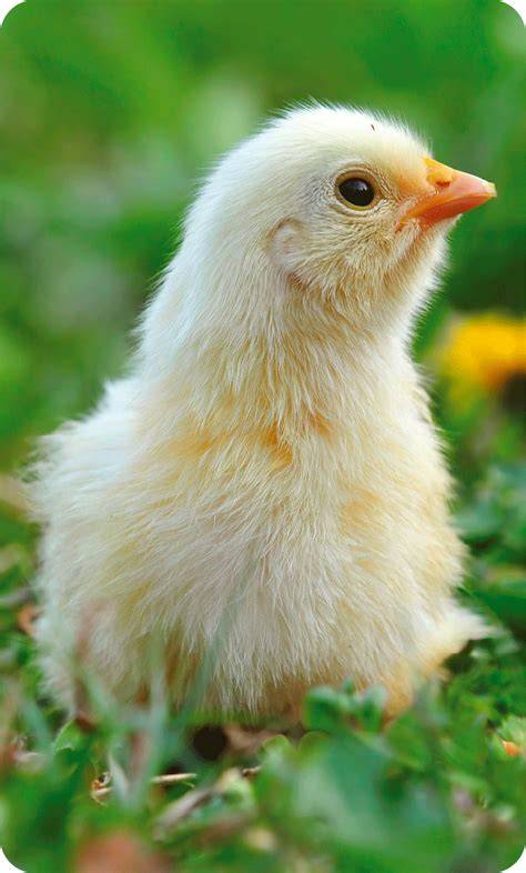 Diagrama de las alas de un pollito mostrando diferencias en la longitud de las plumas