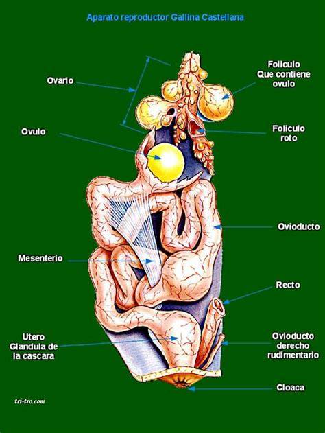 Anatomía de la cloaca de un pollito