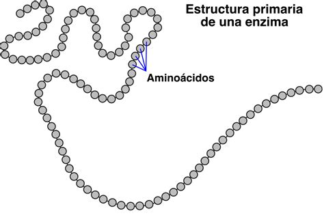 Estructura molecular de una enzima