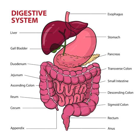 Diagrama del sistema digestivo de un bebé mostrando el reflujo gastroesofágico