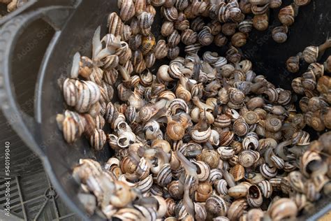 Caracoles listos para cocinar