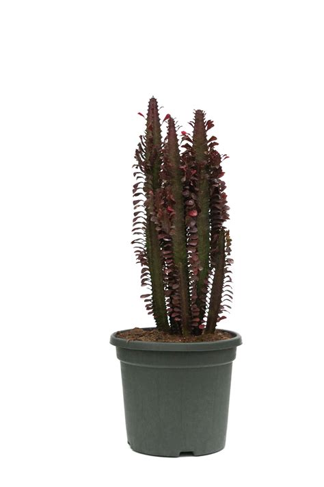 Euphorbia trigona en maceta