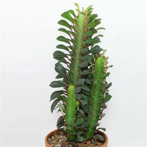 Variedades de Euphorbia trigona