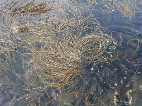 Alga espagueti de mar fresca en su hábitat natural