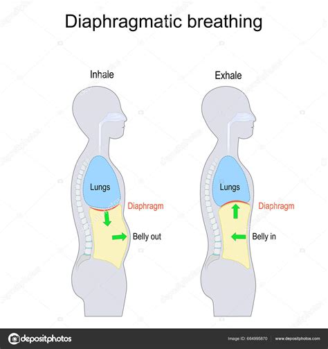 Diagrama anatómico de la res mostrando la ubicación del diafragma y la entraña