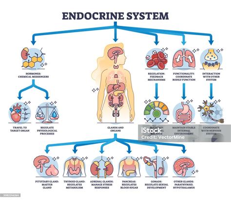 Esquema del sistema endocrino y la prolactina