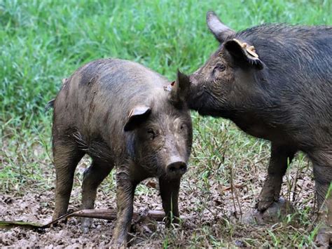 Cerdo criollo Sampedreño pastando