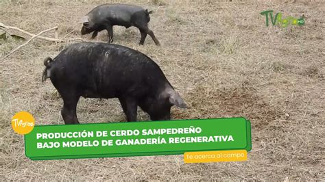 Comida elaborada con cerdo Sampedreño