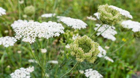 Planta de zanahoria silvestre (Daucus carota)